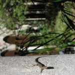 Italian Wall Lizard